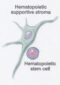 dossier cellules souches medecine